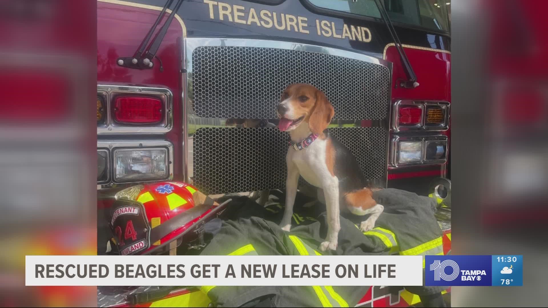 Captain, the 8-month-old beagle, will serve as a therapy dog for the first responders.