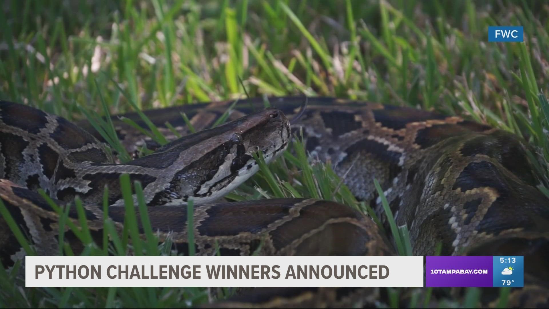 2022 Florida Python Challenge winners announced | kens5.com