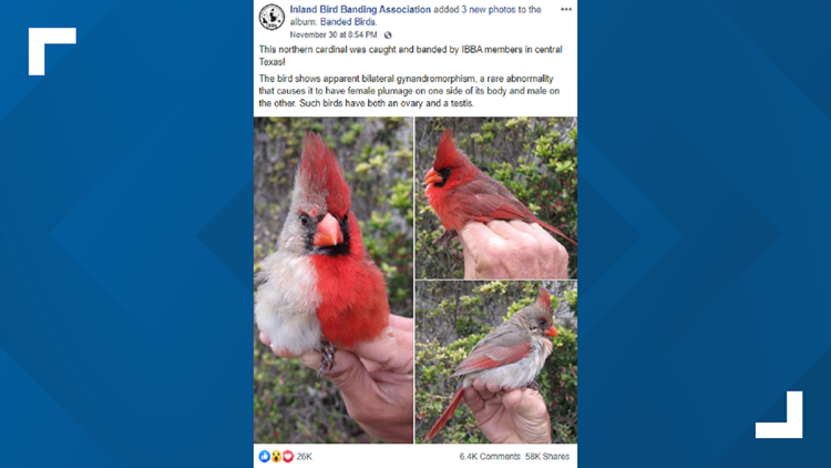 san antonio rescue birds