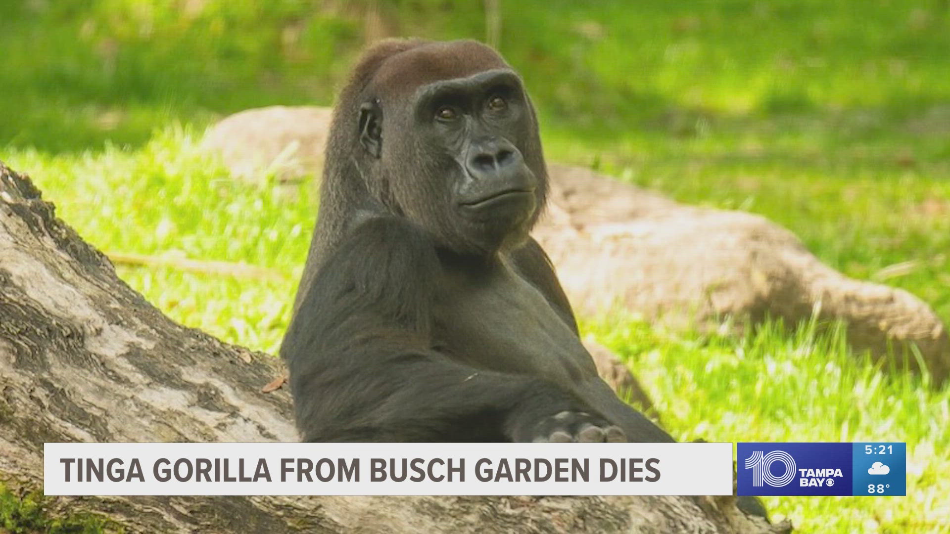 Busch Gardens gorilla dies | kens5.com