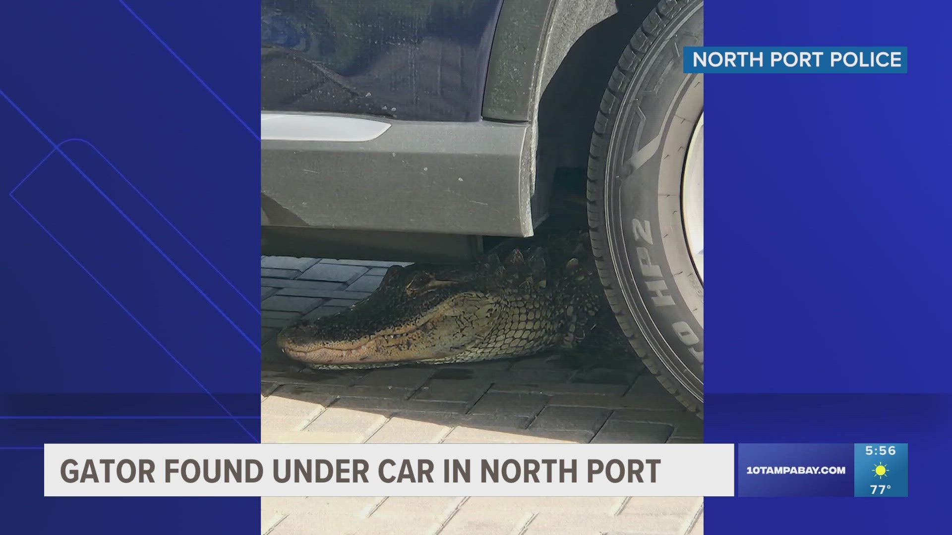 Florida wildlife officials say residents and visitors should expect to see gators at an increasing rate as mating season ramps up.
