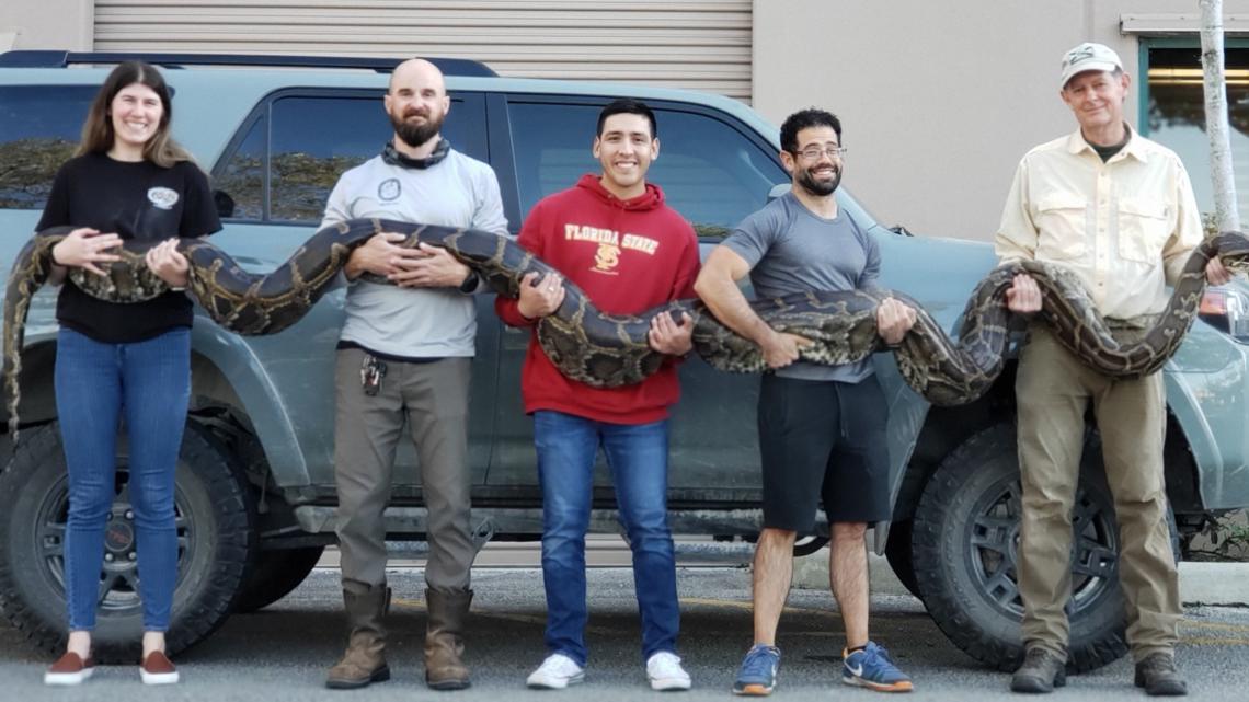Nearly 18-foot python caught in the Everglades makes FWC history ...