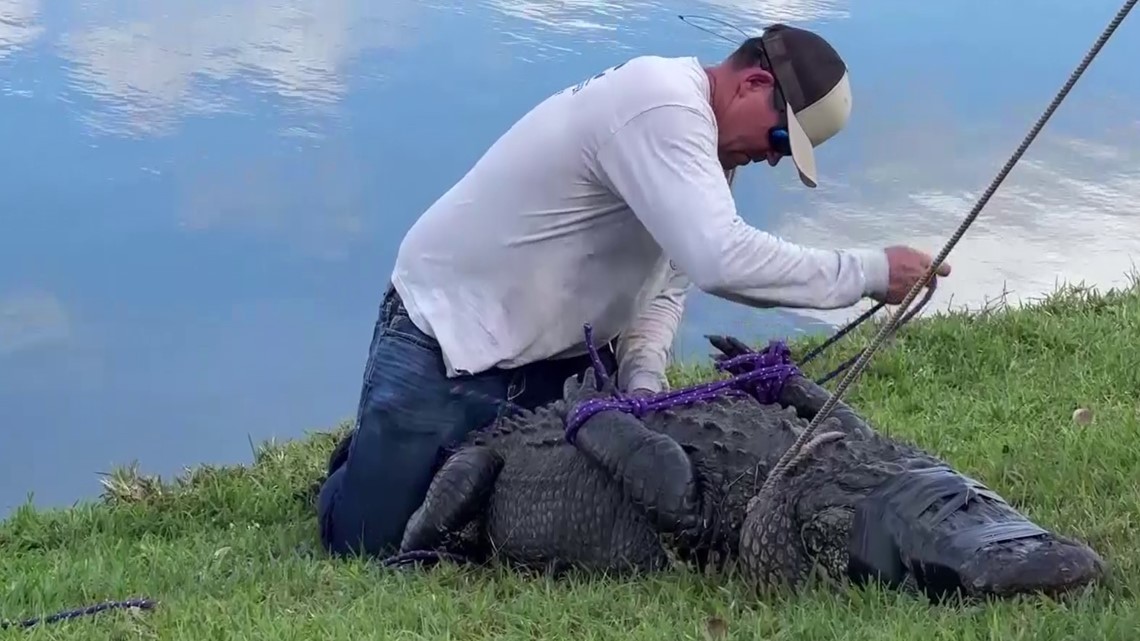 Family of Florida woman killed by alligator sues housing company - Vimarsana News