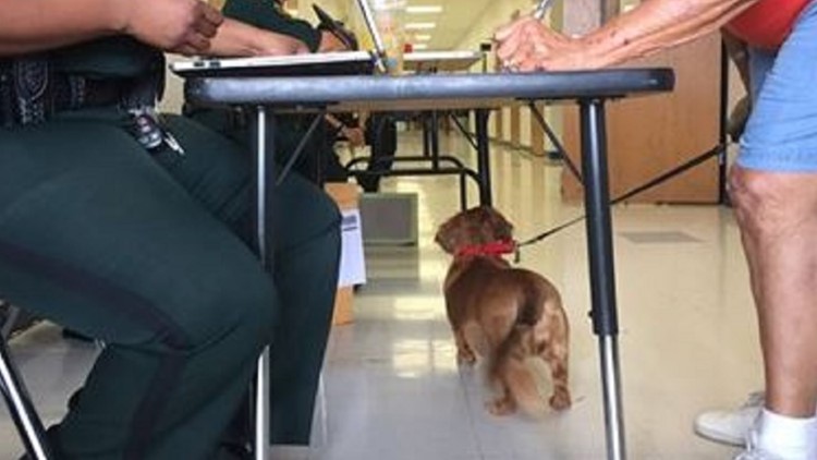 DeSantis to Hurricane Ian evacuees: 'Don't leave your pets behind'