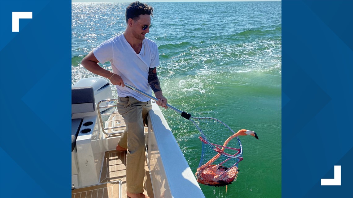 SPCA Tampa Bay rescues flamingo found in water off St. Pete Beach - Vimarsana News
