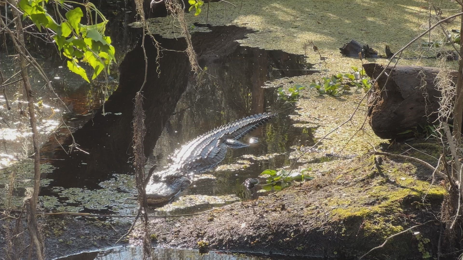 Hillsborough County's Lettuce Lake Park has a 3,500-foot raised boardwalk and observation tower.