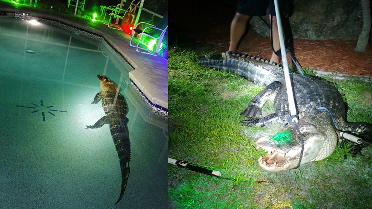 Nearly 11-foot alligator takes dip in Florida family's pool