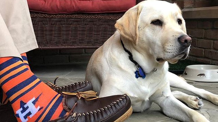 Sully, H.W. Bush's service dog, to serve at Walter Reed Bethesda after being trained in Maryland
