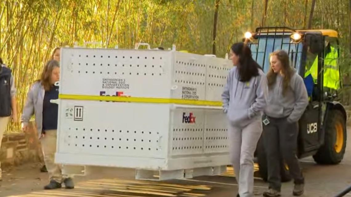 National Zoo Giant Pandas Head Back To China After 50 Years Kens5 National Zoo Giant Pandas Head Back To China After 50 Years Kens5