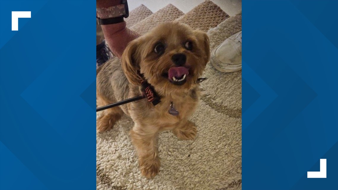 Dog struck by arrow in Woodbridge, Virginia - Vimarsana News
