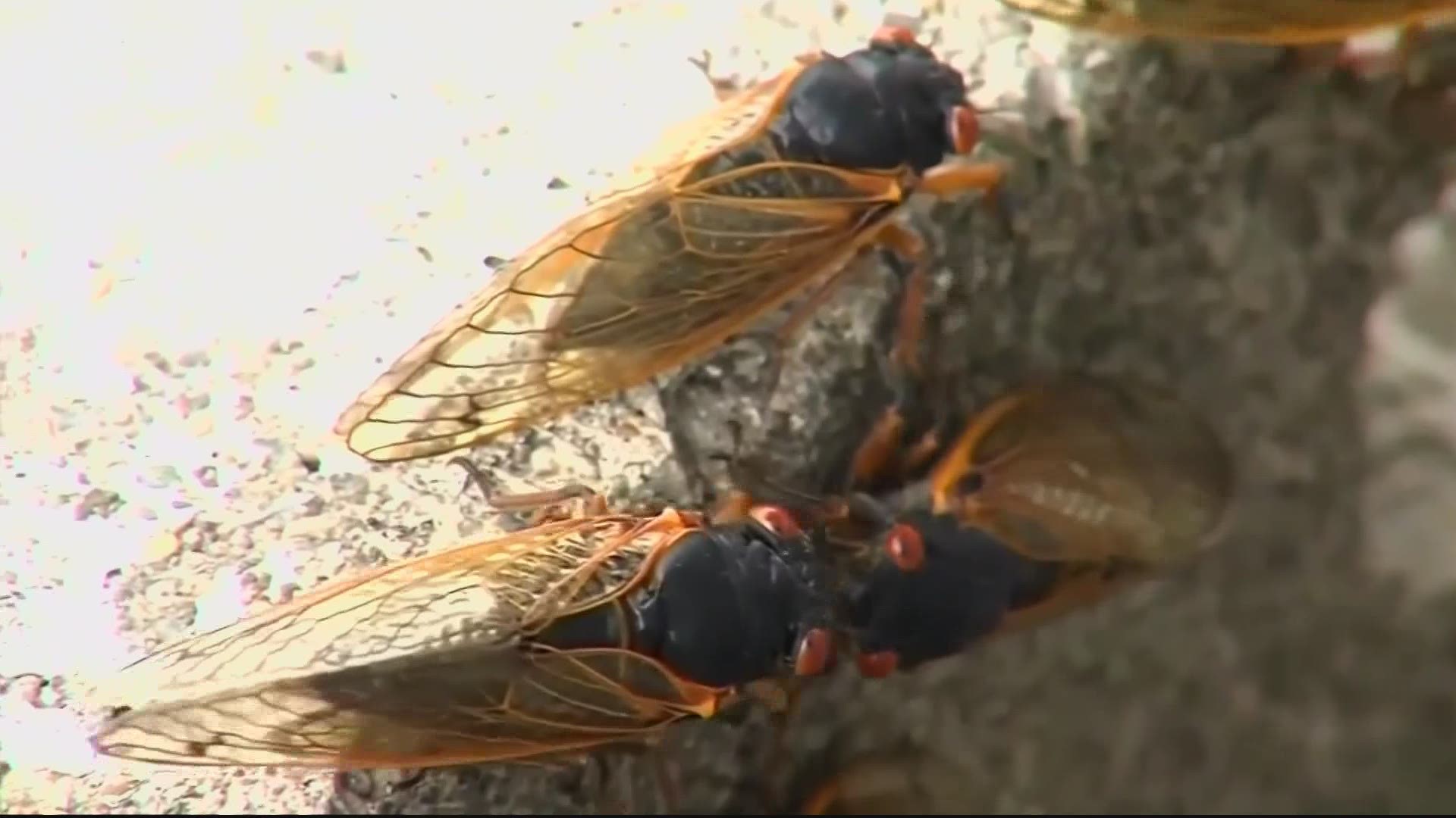 We all know there are people who have insect phobias, so the fear of cicadas should be nothing new. Here's what experts say they should do.