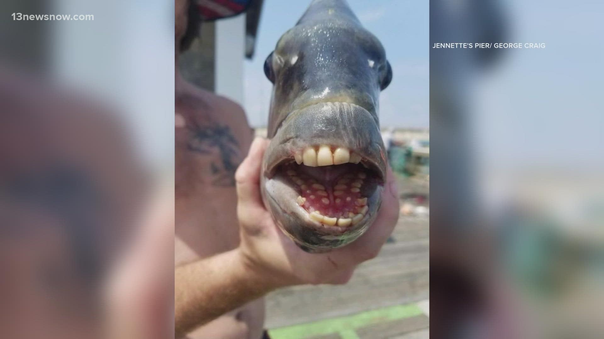 A fish with multiple rows of human-like teeth was caught in Nags Head earlier in the week, lighting up social media and no doubt haunting the dreams of many who gaze