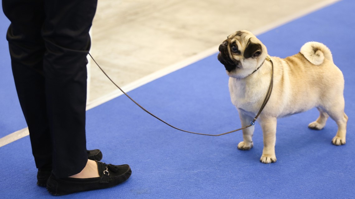 300 pugs come to Virginia Beach in Pugapalooza dog show - Vimarsana News