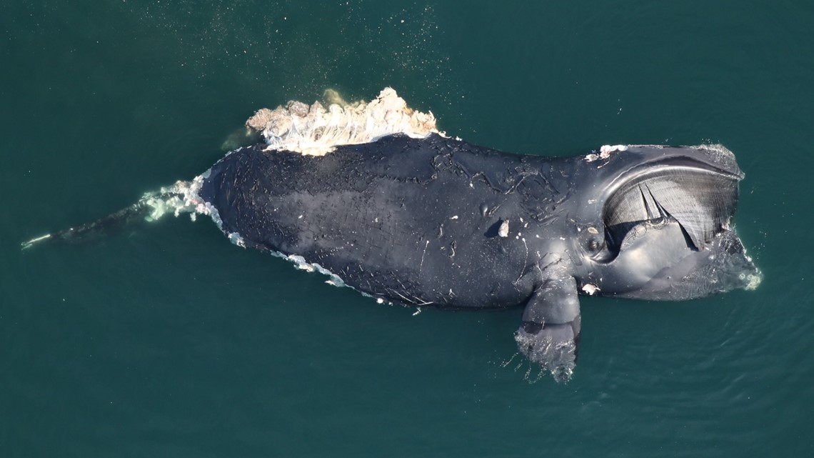 Endangered whale found dead off of Virginia Beach coast - Vimarsana News