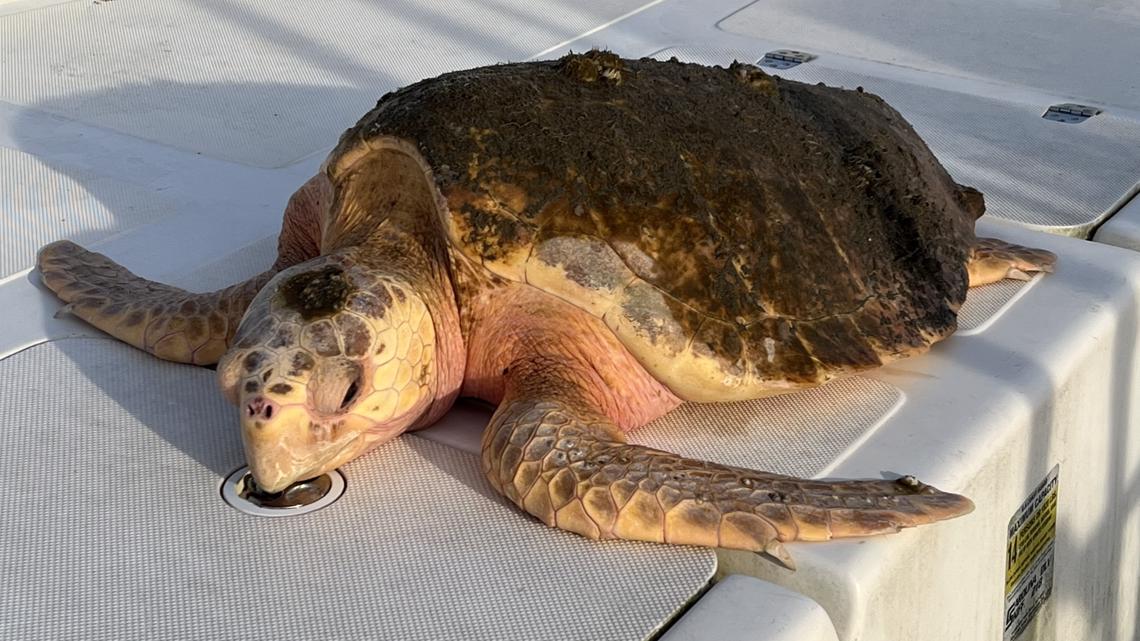 66-pound sea turtle saved from cold waters - Vimarsana News