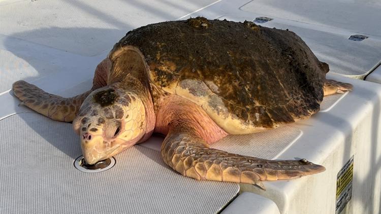 Loggerhead sea turtle rescued from river in Virginia