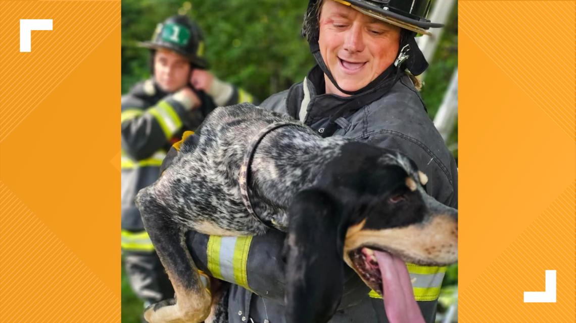 Newport News firefighters rescue dog that chased cat up a tree - Vimarsana News