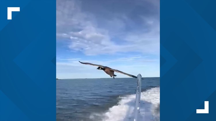 A York County family met a goose at the beach. Then, it chased their boat and followed them home.