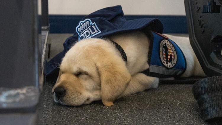 Hudson the Labrador puppy will train with ODU football until he goes to live with a veteran
