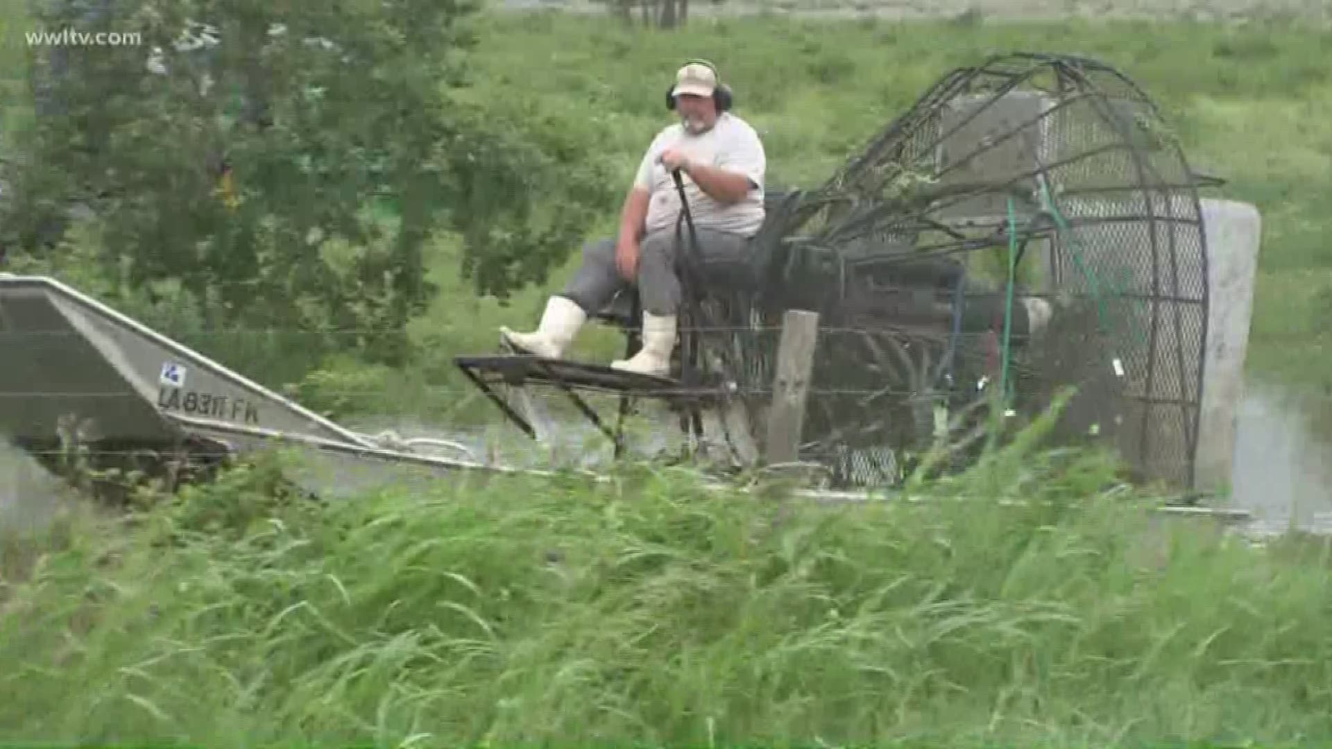 'This is our livelihood' Rescue operations underway at cattle pasture in Myrtle Grove