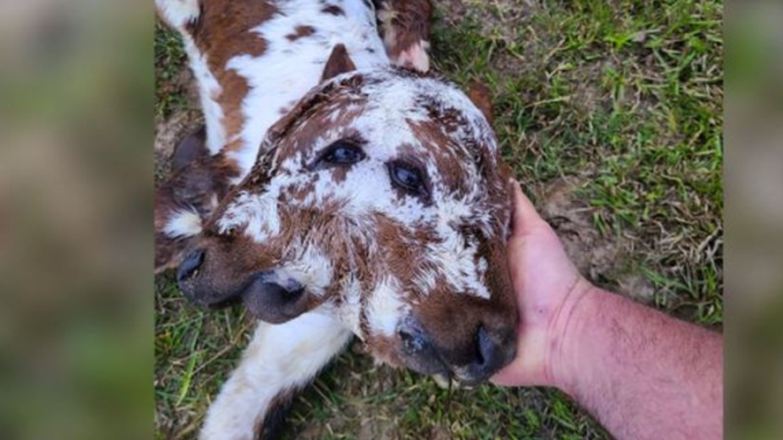A rare sight: calf with two faces born at Louisiana farm - Vimarsana News