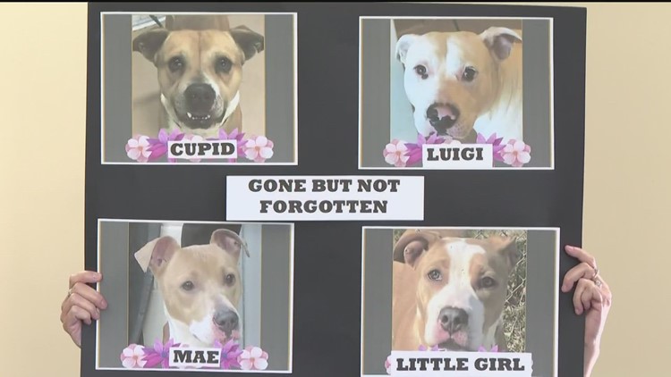 'These dogs didn’t have to die' | Nonprofit upset after animal control euthanized 4 dogs it tried to save