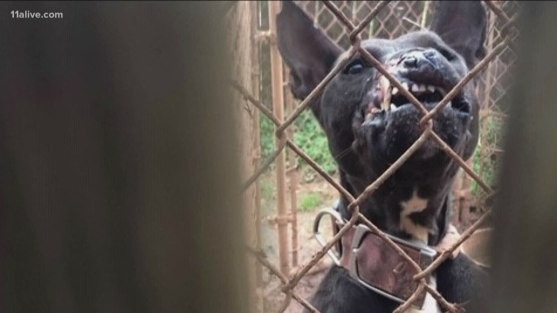 neighbor dog charges fence