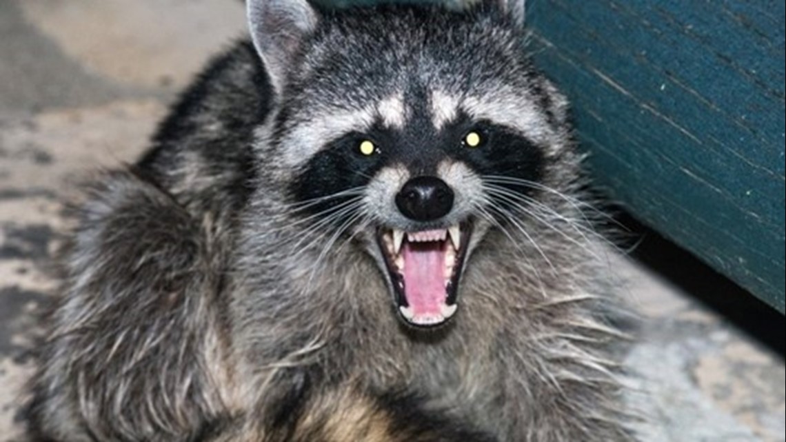 Georgia man drives an hour with raccoon in his coat, gets bitten in face, later learns it had rabies