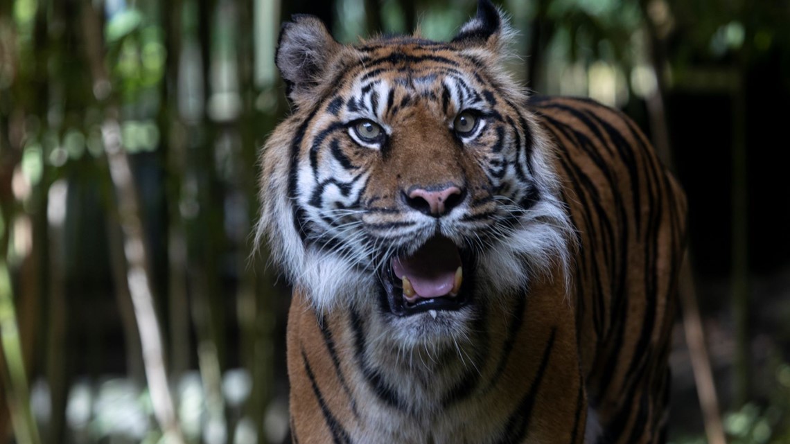 Zoo Atlanta mourns loss of Sumatran tiger Chelsea - Vimarsana News