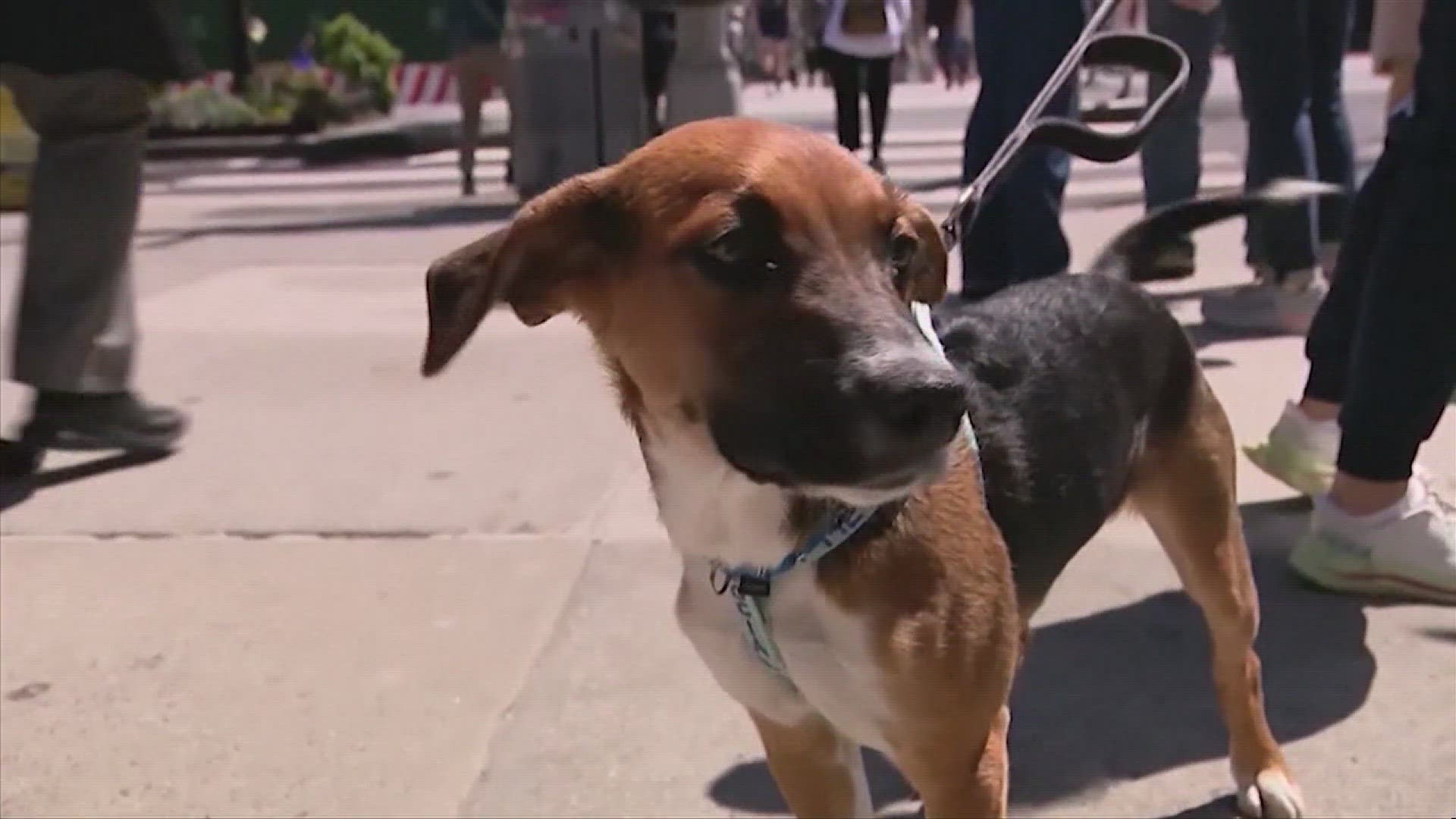 With recent fatal dog incidents in mind, a dog training expert has tips for safer interactions between kids and man's best friend.