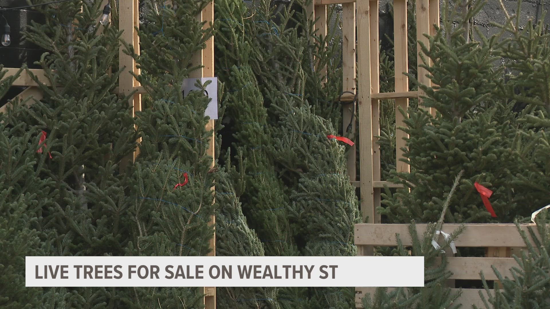 Paddle North, located at 1048 Wealthy Street SE in Grand Rapids, has opened up a pop-up shop selling real Christmas trees for the holiday season.