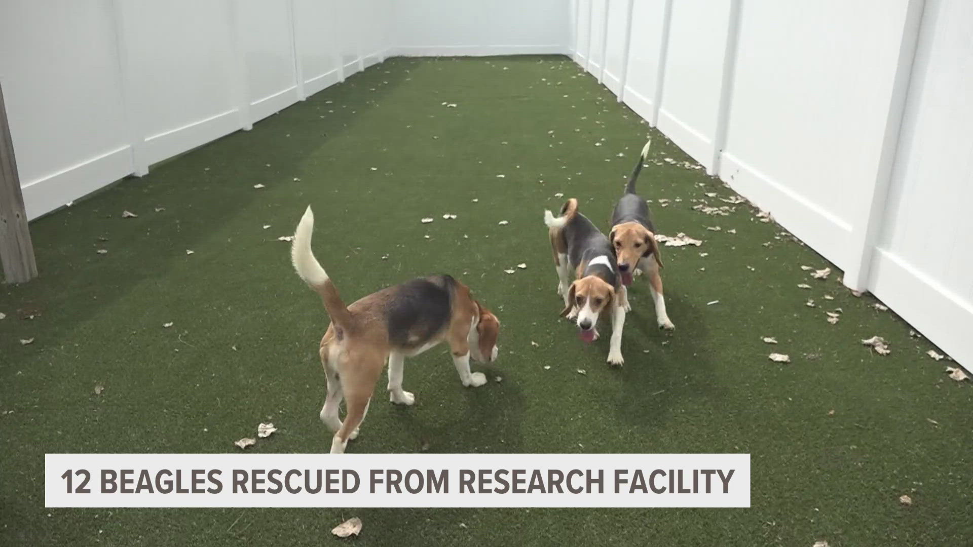 Twelve Beagles from research facility get a second chance at life thanks to West Michigan animal shelter