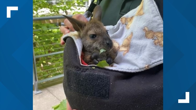 National Zookeeper Week: A baby wallaby lost her Mom, but John Ball Zookeepers saved the day