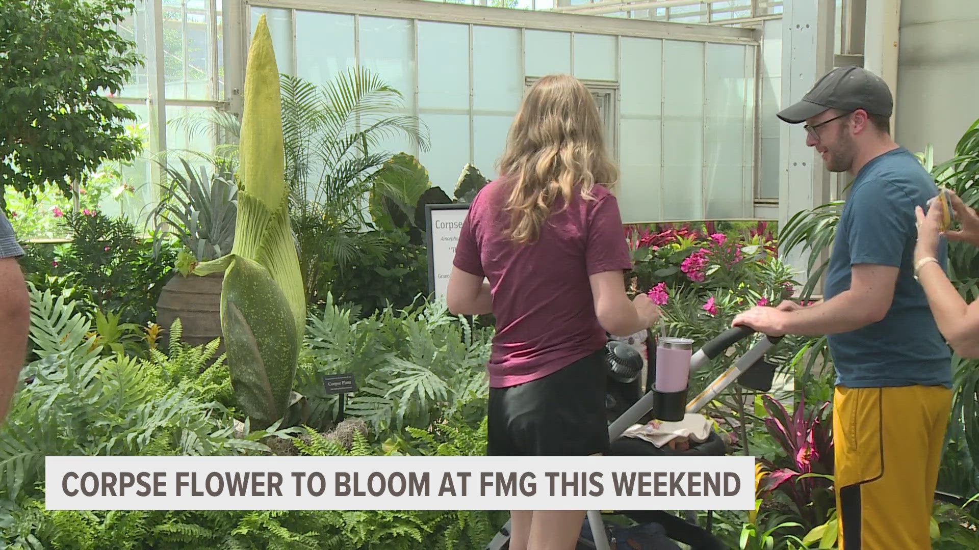 The corpse flower, which smells like rotting flesh when it blooms, is expected to bloom at Meijer Gardens this weekend.